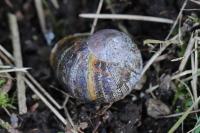 Cornu aspersum