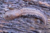 Lehmannia marginata