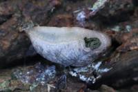 Deroceras reticulatum