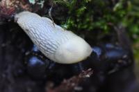 Arion intermedius