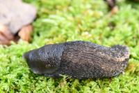 Limax cinereoniger