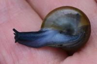 Oxychilus draparnaudi