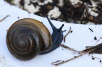 Oxychilus draparnaudi