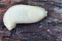 Arion intermedius