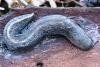 Limax cinereoniger