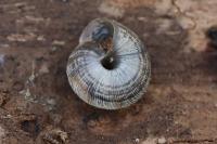 Xeroplexa intersecta