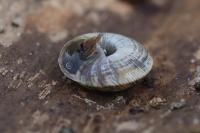 Xeroplexa intersecta
