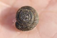 Trochulus hispidus