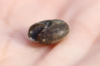 Trochulus hispidus