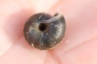 Trochulus hispidus