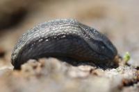 Arion fasciatus