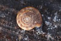 Gonyodiscus rotundatus