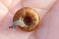 Gonyodiscus rotundatus