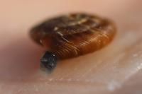 Gonyodiscus rotundatus