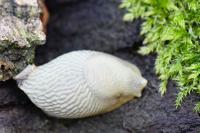 Arion intermedius