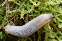 Arion intermedius