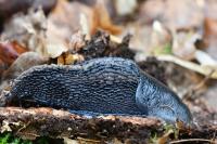 Limax cinereoniger