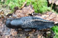 Limax cinereoniger