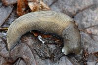Limax cinereoniger