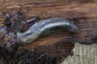 Limax cinereoniger