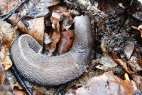 Limax cinereoniger