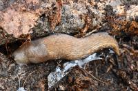 Limax cinereoniger