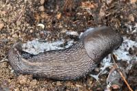 Limax cinereoniger