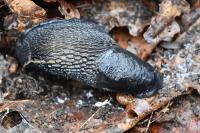 Limax cinereoniger