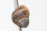 Cornu aspersum