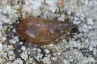 Stagnicola palustris