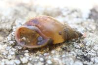 Stagnicola palustris