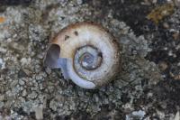 Planorbarius corneus