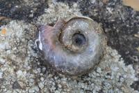 Planorbarius corneus