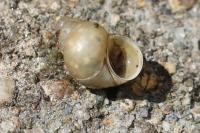 Bithynia tentaculata