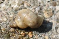 Bithynia tentaculata