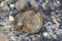 Planorbis carinatus