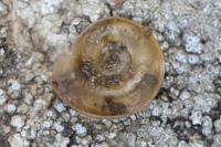 Planorbis carinatus