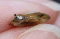 Planorbis carinatus