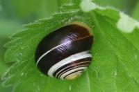 Cepaea hortensis