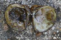 Corbicula