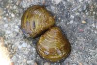 Corbicula