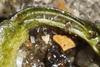 Corbicula