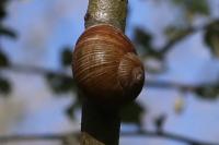 Helix pomatia