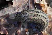 Limax maximus