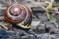 Cepaea nemoralis