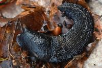 Limax cinereoniger