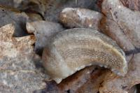 Limax cinereoniger