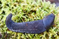 Limax cinereoniger