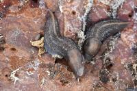 Limax cinereoniger