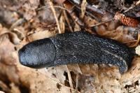 Limax cinereoniger